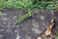Ameiva ameiva