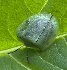 Metriona elatior