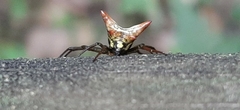 Micrathena gaujoni