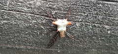 Micrathena gaujoni
