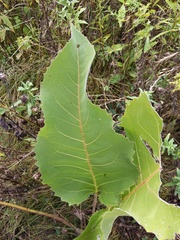 Silphium terebinthinaceum