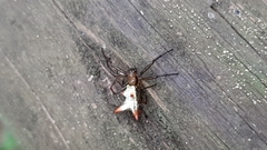 Micrathena gaujoni