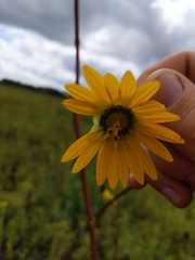 Silphium terebinthinaceum