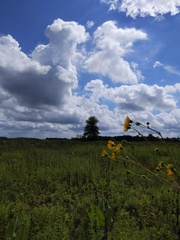 Silphium terebinthinaceum