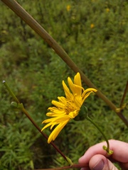 Silphium terebinthinaceum