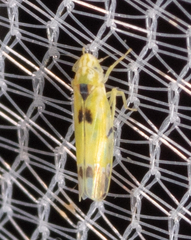 Erythroneura octonotata