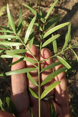 Afrocarpus gracilior