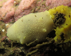 Cadlina laevis