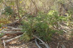 Afrocarpus gracilior