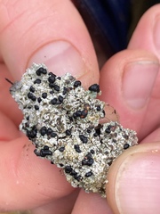 Mycoblastus sanguinarioides