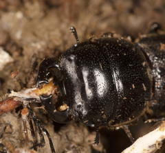 Lissotes macrocephalus