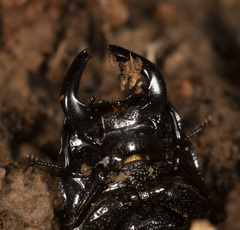 Lissotes macrocephalus