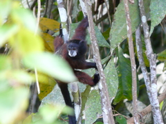 Leontocebus