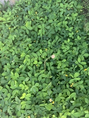 Arachis repens