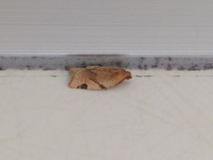 Paramesia gnomana