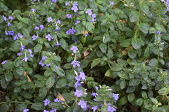 Barleria obtusa