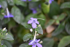 Barleria obtusa