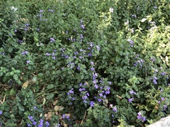 Barleria obtusa