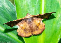 Fascellina chromataria