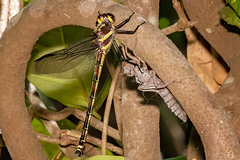Petalura litorea