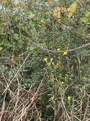 Jasminum nudiflorum