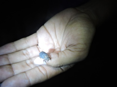 Trogidae