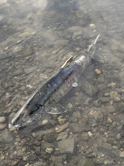 Oncorhynchus keta