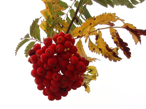 Paprastasis šermukšnis nuotrauka