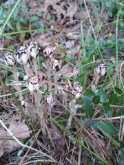 Monotropa