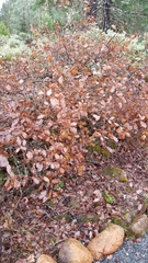 Quercus garryana breweri