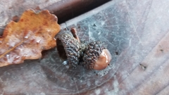 Quercus garryana breweri