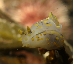 Polycera quadrilineata