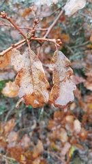 Quercus garryana breweri