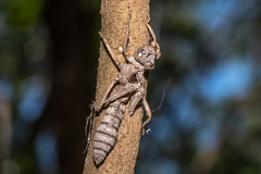 Petalura litorea