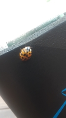 Harmonia axyridis