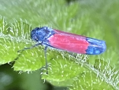 Cardioscarta flavifrons