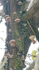 Crepidotus cesatii