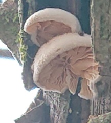 Crepidotus cesatii