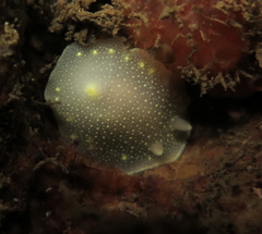Cadlina laevis