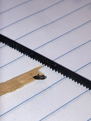 Malezonotus sodalicius