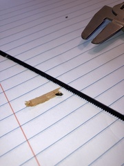 Malezonotus sodalicius