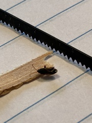 Malezonotus sodalicius