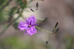 Thysanotus tuberosus tuberosus