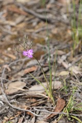 Thysanotus tuberosus tuberosus