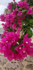 Bougainvillea
