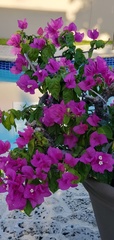 Bougainvillea