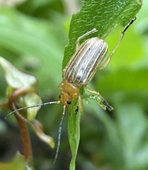 Metaxyonycha granulata