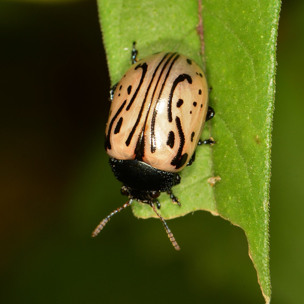 Calligrapha