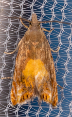 Dichrorampha bittana