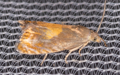 Dichrorampha bittana